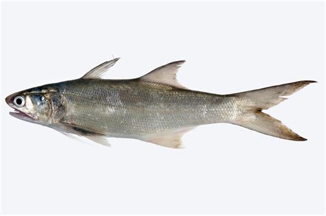 Threadfin Salmon (Eleutheronema tetra.